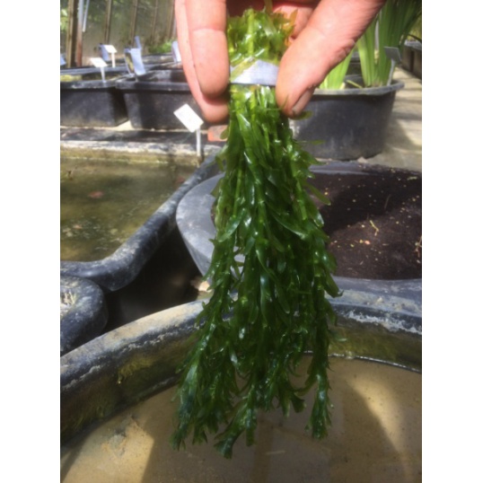 Egeria Densa Annual Substitute For Elodea Crispa Egeria Densa Annual Substitute For Elodea Crispa