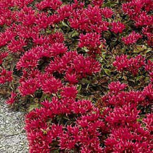 Sedum Spurium Dragons Blood Plug Plants Sedum Spurium Dragons Blood Plug Plants